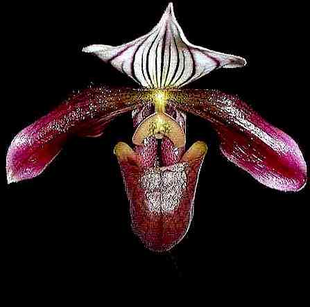 Paphiopedilum purpuratum